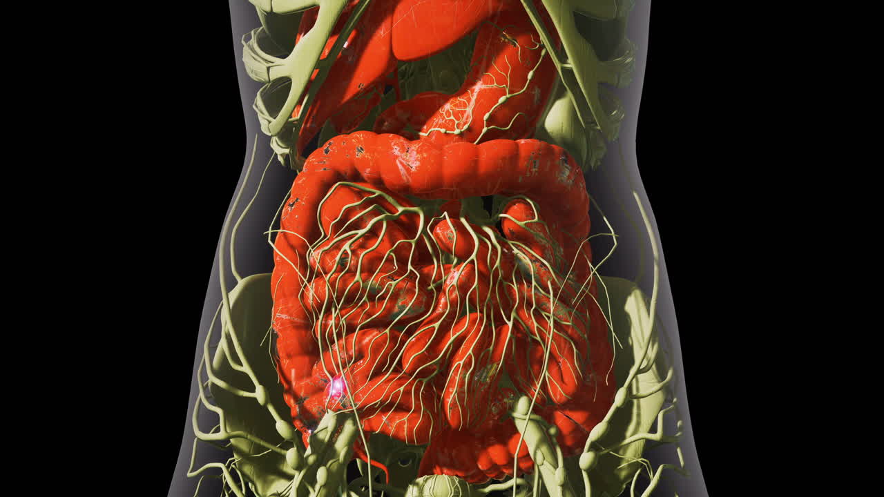 View of human internal organs highlighting the digestive system