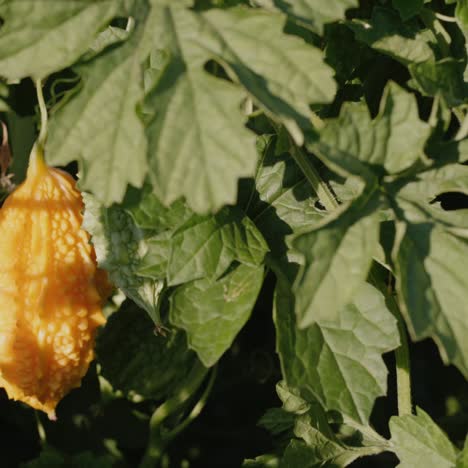 orange canaliculata ripens on a bush in the garden