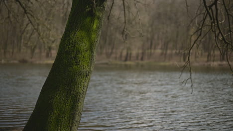 a green log with moss by the shore of a lake 1