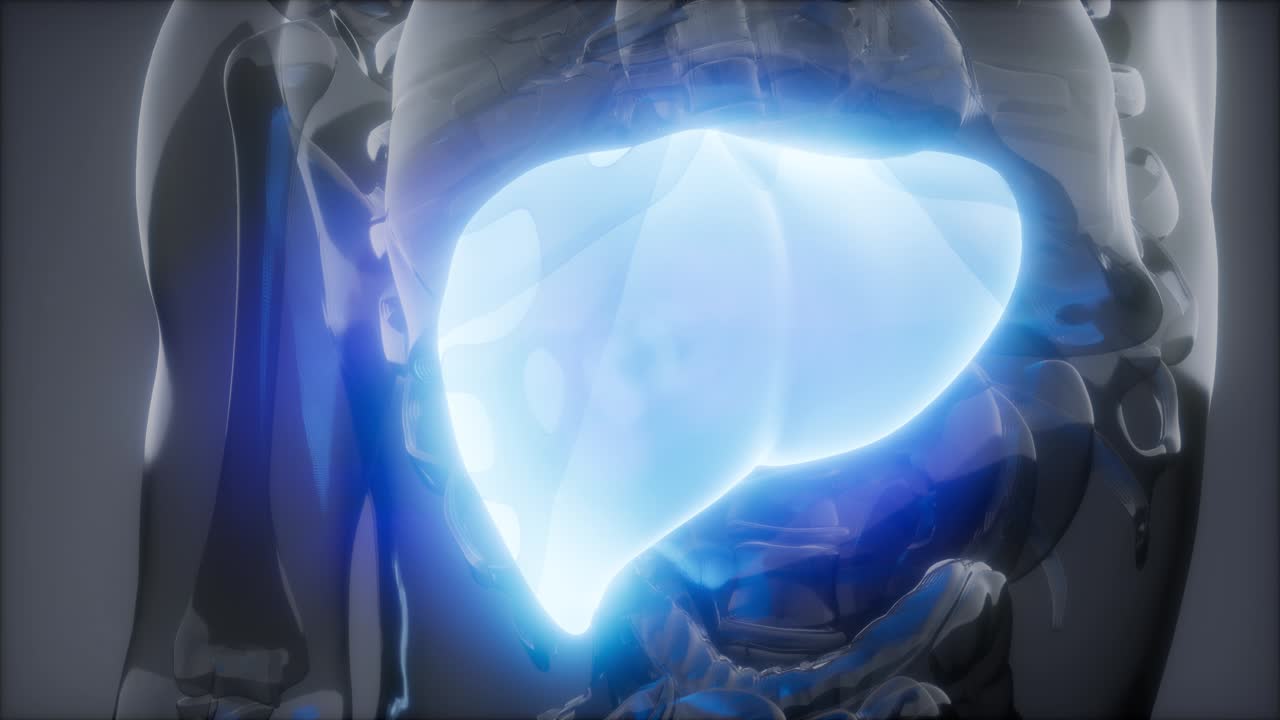 Human Liver Radiology Exam