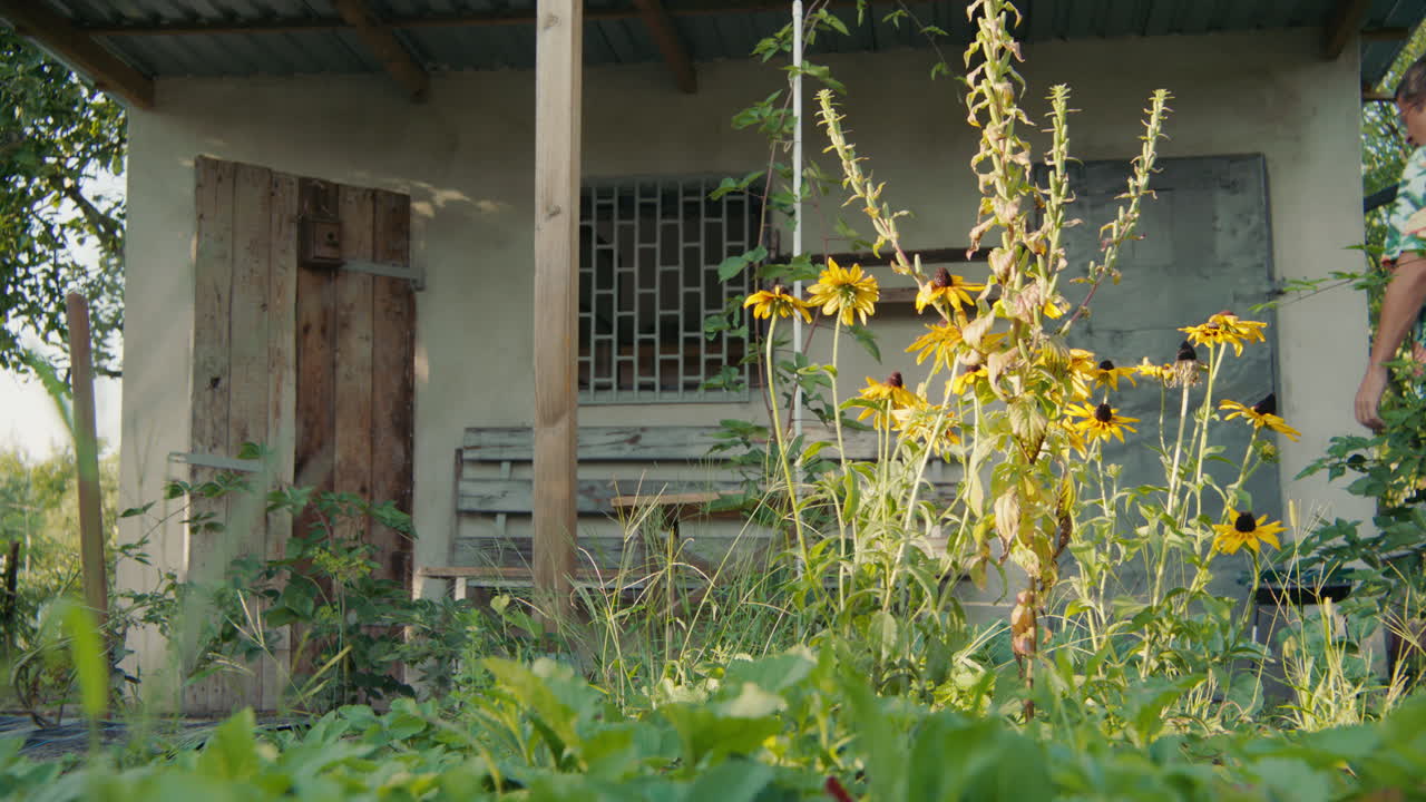 Man in a garden near a rustic wooden shed