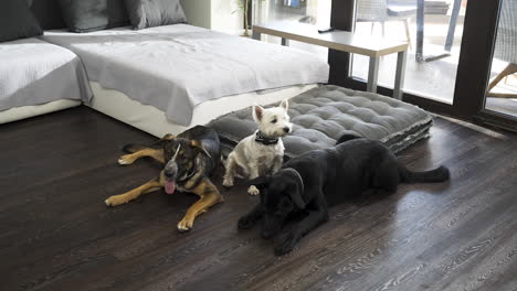 Drei-Verschiedene-Hunde-Liegen-Unter-Dem-Sofa-In-Einer-Modernen-Wohnung,-Zwei-Stehen-Auf