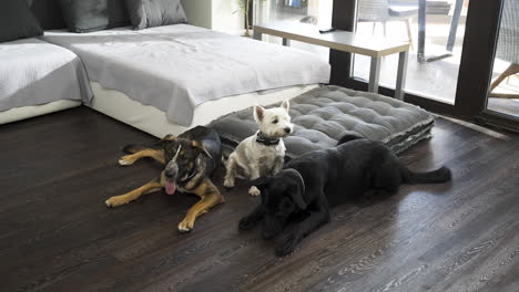 three different dogs lying below sofa in modern apartment, two get up
