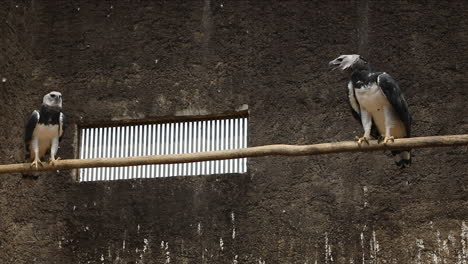 The-harpy-eagle-is-a-neotropical-species-of-eagle