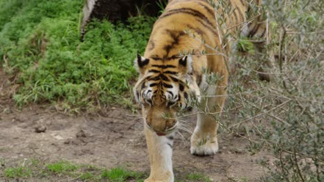 tiger walking slow motion looking for food