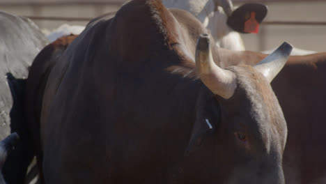 brown bull blows steam out it's nostrils on a cold winter day in rural texas farmland