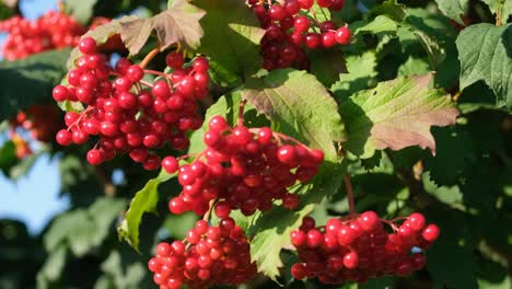 berries of red viburnum in the wind berries of red viburnum in the wind collection of red viburnum berries blue summer sky sunny clear day useful berries with vitamin c
