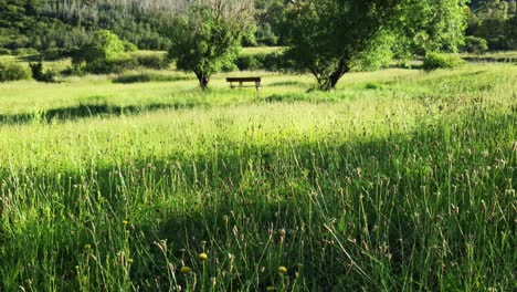 Hierba-Verde-Y-Campo-De-Flores-Con-árboles-Y-Banco-Para-Sentarse-Para-Relajarse-Y-Disfrutar-De-La-Naturaleza