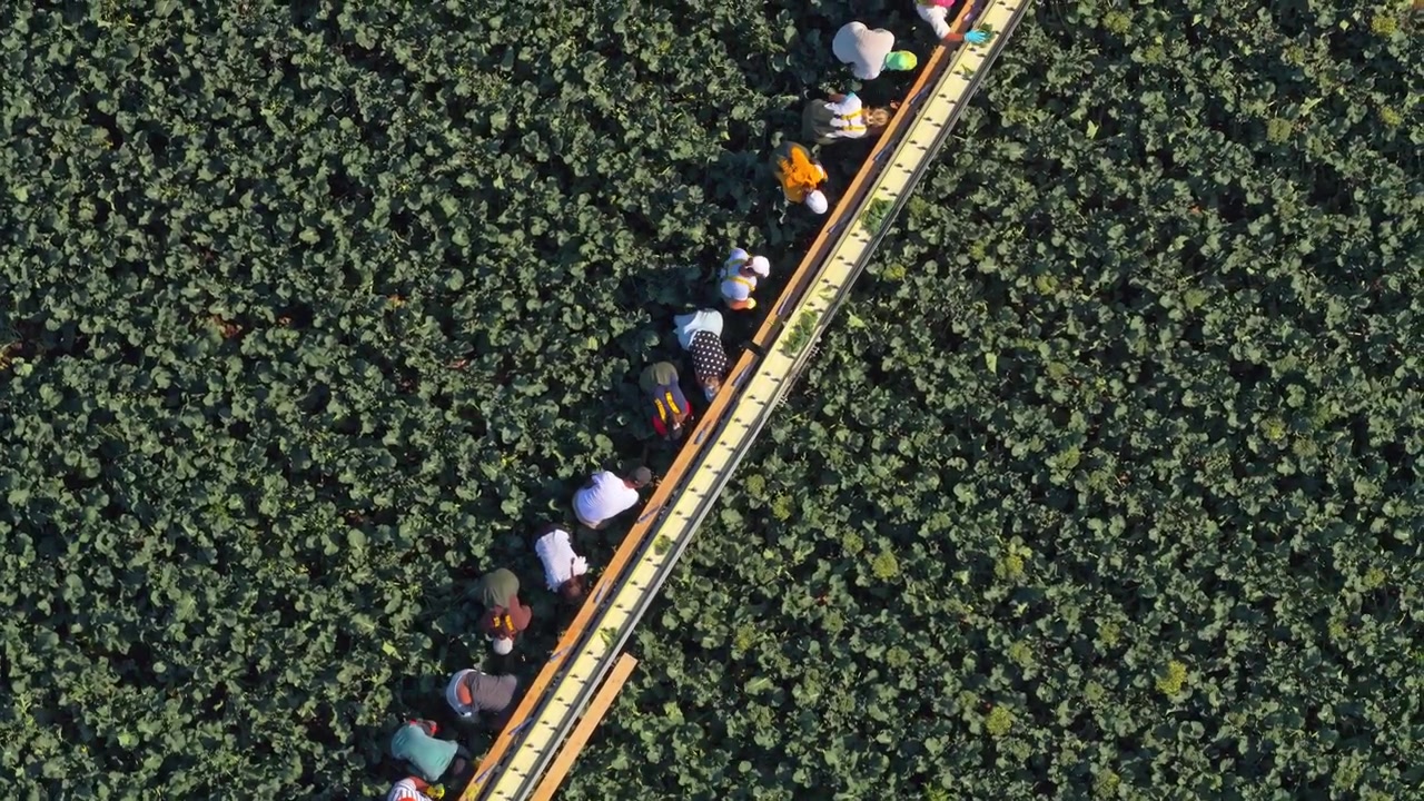 Vista aerea di lavoratori agricoli che raccolgono cavoli in un campo