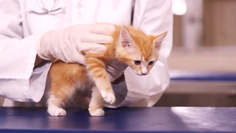 vet holding a cat