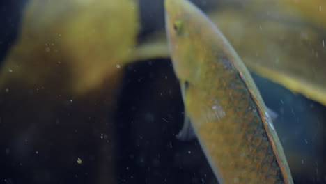 close up of oxyjulis fish swimming in the aquarium