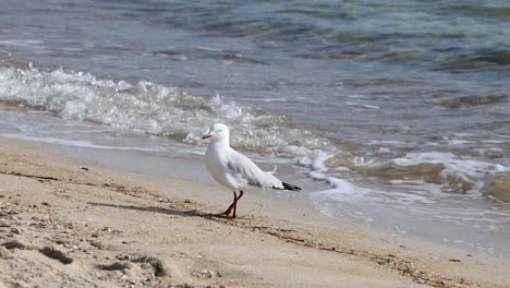 seagull walking on sandy beach near ocean waves