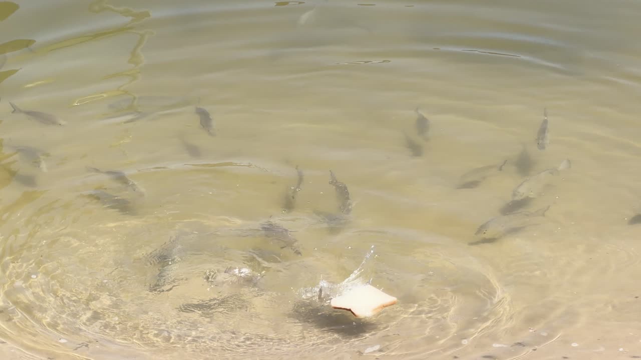 Wild sea bream gather near shore, feeding on bread in clear, sunlit estuary water