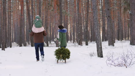 Two-Parents-With-A-Niño-Driving-A-New-Year-Tree-On-A-Sled-On-A-Snowy-Forest-4K-Video