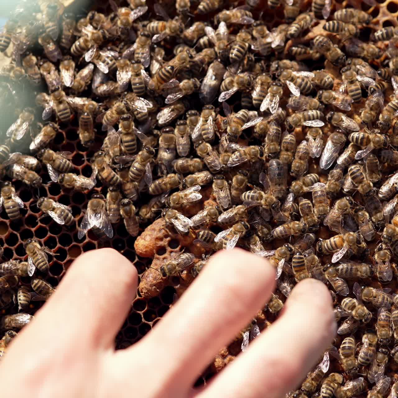 Honey insects crawling on frame at sunlight. Hand of a beekeeper showing wax formation on honeycomb. Close-up. Beekeeping