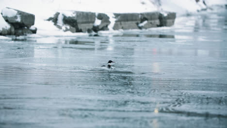 Wild-Waterfowl-Bathing-and-Splashing-in-Calm-Frozen-Lake-Water