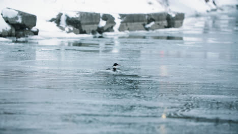 wild waterfowl bathing and splashing in calm frozen lake water