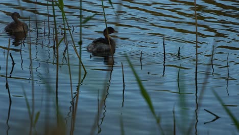 Two-waterfowls-floating-on-the-calm-waters,-preening-and-grooming-its-feathers-in-a-wetland-environment