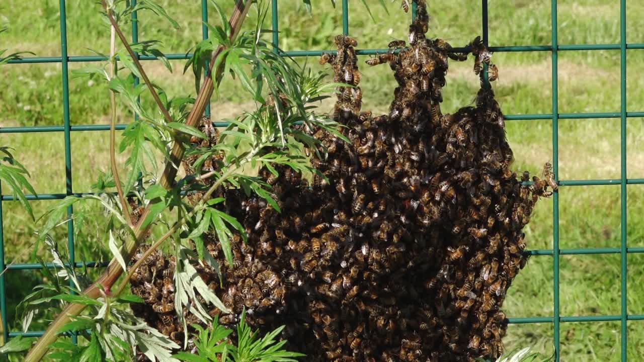Large swarm of bees clustering on a green metal fence under clear blue sky, surrounded by leafy plants and sunlight