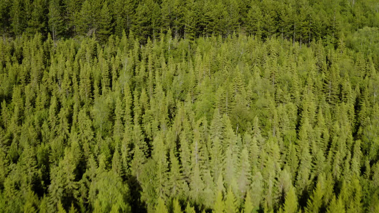 AERIAL - Birch trees in Vaglaskogur Forest, Iceland, forward approach