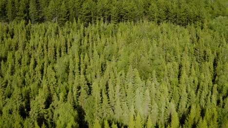 Antena---Abedules-En-El-Bosque-De-Vaglaskogur,-Islandia,-Enfoque-Hacia-Adelante