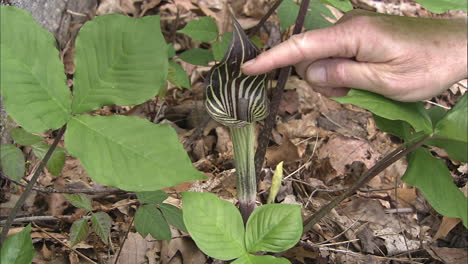 purple pitcher plant in the forest