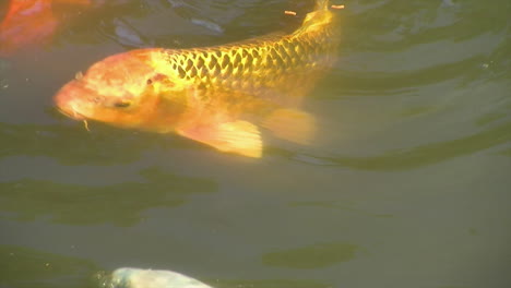 close-up of koi feeding on food pellets in pond