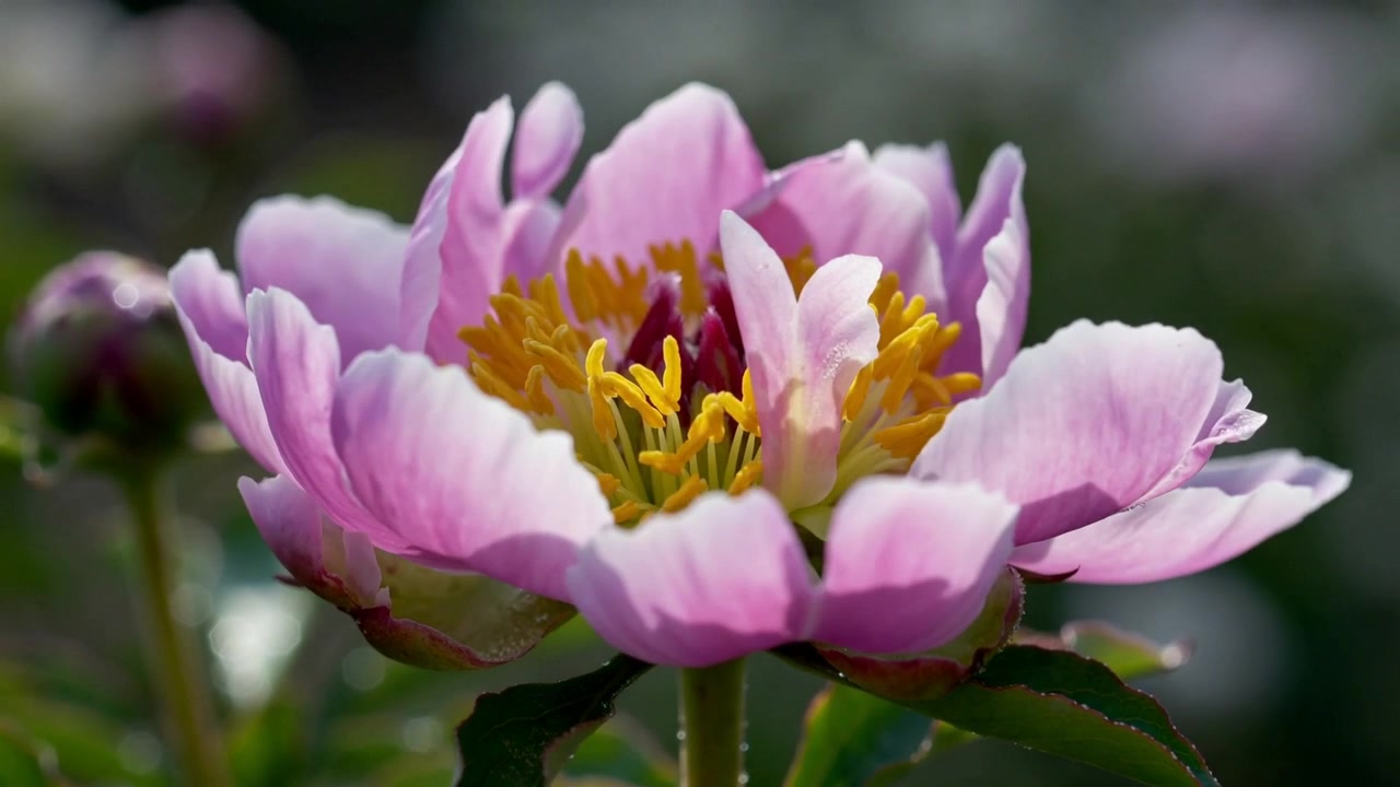 Rosa peonknopp som åpner seg i hagen i daggryets lys, avslører gule støvbærere for pollinering og dugg.