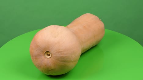 butternut squash (cucurbita moschata, butternut pumpkin or guitar gramma) isolated on green. side view. loop motion. rotation 360.