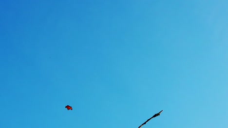 Gran-Mariposa-Monarca-Extendiendo-Sus-Alas,-Volando-Desde-Una-Rama-Al-Cielo-Azul-Brillante-En-Cámara-Lenta,-Filmada-En-Florida