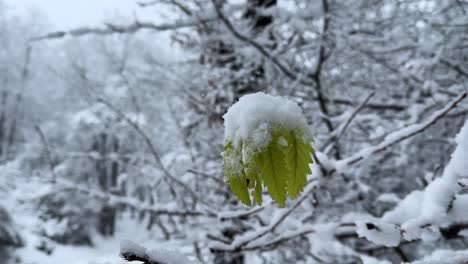 new grown tree leaves in spring under heavy snow in winter white snowfall landscape forest countryside in hyrcanian forest in azerbaijan natural attraction travel to wonderful hiking adventure in iran