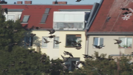 bandada de pájaros estorninos volando más allá de los edificios