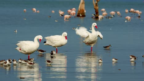 Grupo-De-Aves-Playeras-Y-Cisnes-En-Un-Lago,-Parque-Nacional-Ansenuza,-Argentina