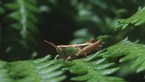 Grasshopper-resting-on-Bracken.-June.-England.-UK