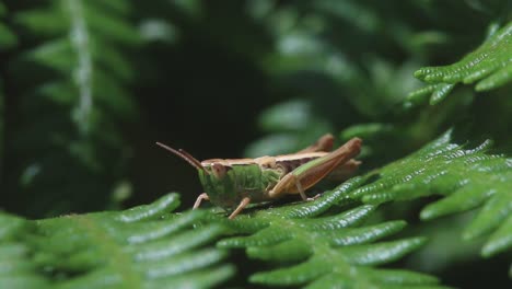 Saltamontes-Descansando-Sobre-Helechos.-Junio.-Inglaterra.-Reino-Unido