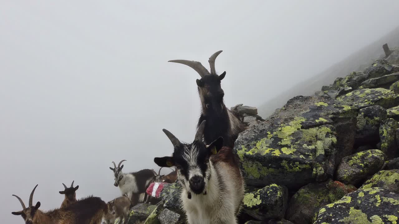 Down to Up tilt of alpine goats with bells on the neck. Young curious lambs and old goat with large horns. Cloudy and rainy day in alpine mountain terrain