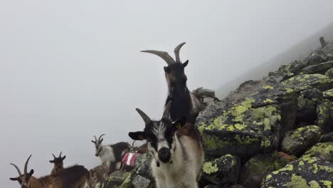 down to up tilt of alpine goats with bells on the neck. young curious lambs and old goat with large horns. cloudy and rainy day in alpine mountain terrain