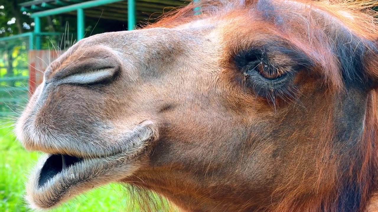 Ritratto di profilo di un cammello marrone che mastica. Vista laterale della testa del cammello con pelliccia folta e lunghe ciglia su sfondo sfocato di erba verde.