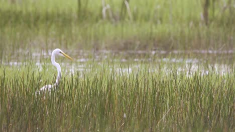 great egret bird looking for food amongst reeds in marsh habitat