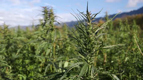 Hemp-seeds-cultivated-in-outdoor-field,-growing-on-long-hemp-plant-stems