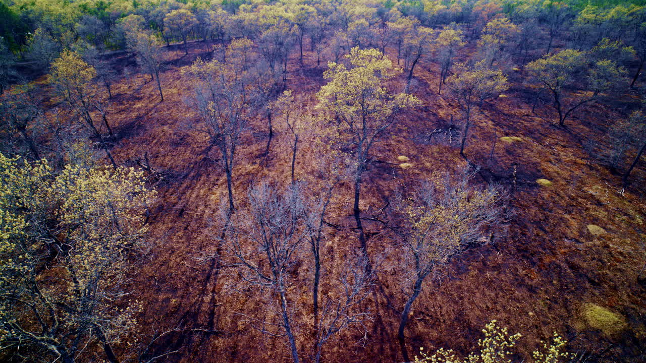 화재 후 화재로 인한 나무의 풍경 위를 날아다니는 드론입니다.