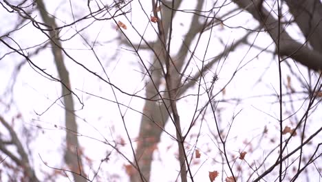 small bird hops on the tree branch and flies away on a bright autumn day - medium shot