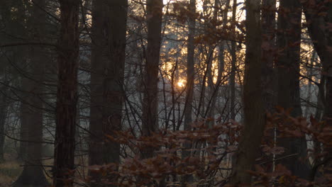 Niedrige-Orangefarbene-Sonne,-Die-Im-Winter-Durch-Die-Bäume-Scheint