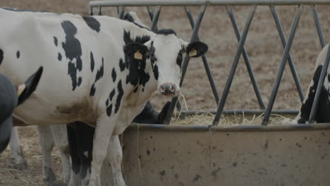 free grazing cows and breeding in the italian plain in puglia