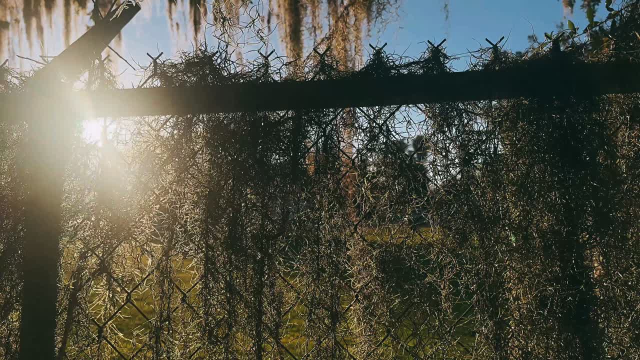 빛 아래 와이어 울타리 위에 인 스페인 모스