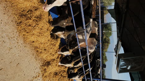 eco-friendly dairy farming: ensuring happy and healthy cows
