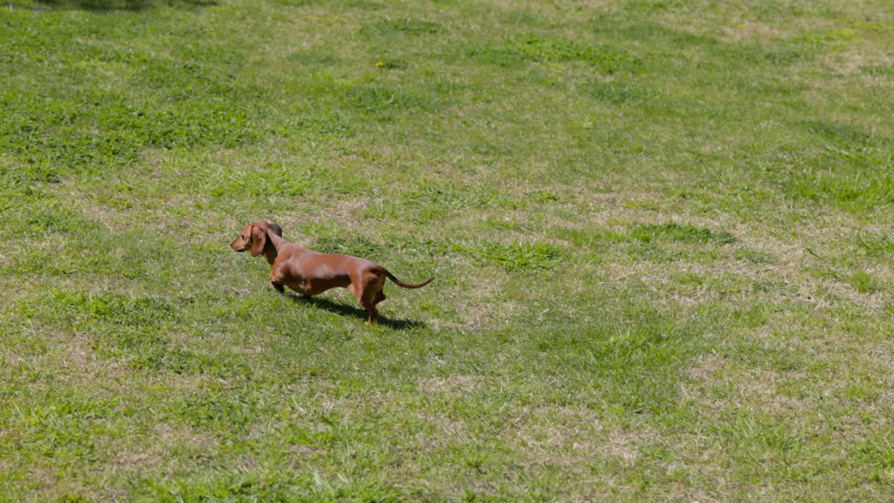 A dachshund running on a grassy lawn