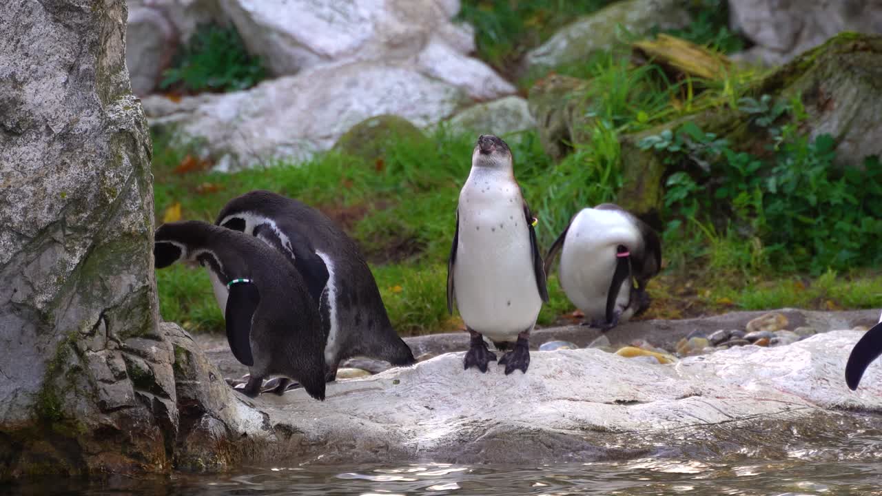 grupo de pingüinos lindos y divertidos parados en rocas cerca del agua, tiro de mano