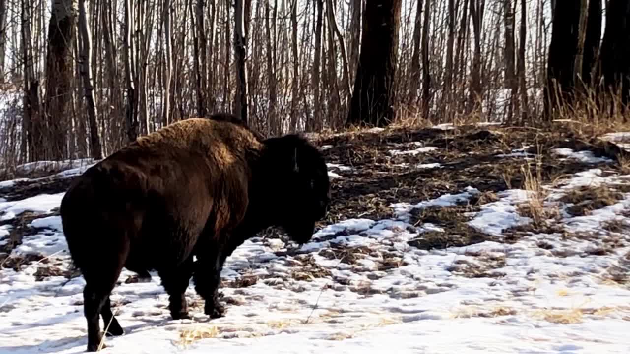 búfalo llano bisonte primer plano de invierno en el parque nacional isla elk en alberta, canadá, donde hay 400 mamíferos en peligro de procreación en este hábitat tomado en un bosque nevado y soleado 1-2