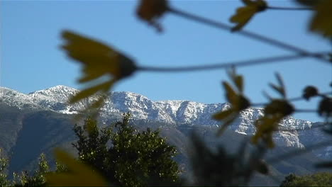 Snow-covered-mountains-are-viewed-through-waving-branches